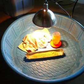 Life and Death on the Farm Image